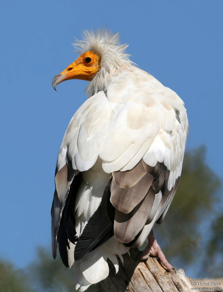 Egyptian Vulture