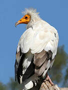 Egyptian Vulture