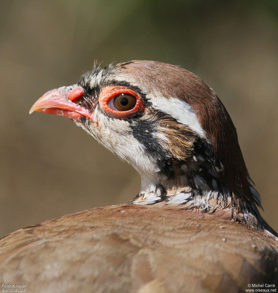 Red-legged Partridge