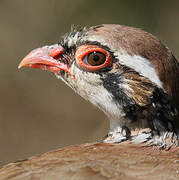 Red-legged Partridge