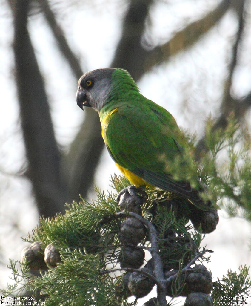 Senegal Parrotadult