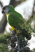 Senegal Parrot