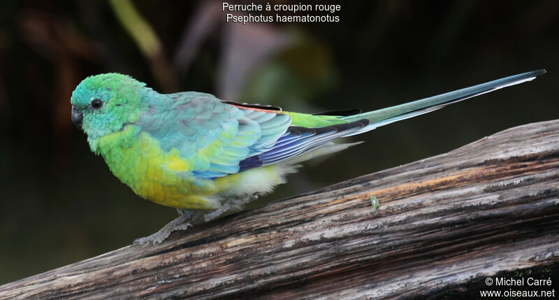 Red-rumped Parrot male adult