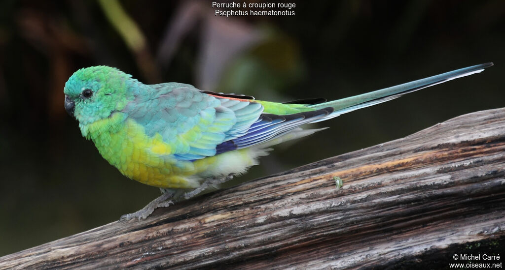 Red-rumped Parrot male adult