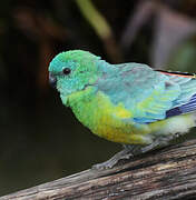 Red-rumped Parrot