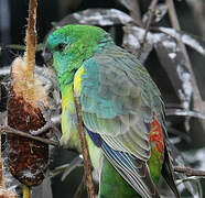 Red-rumped Parrot