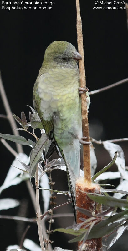 Red-rumped Parrot female adult