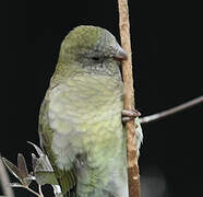 Red-rumped Parrot