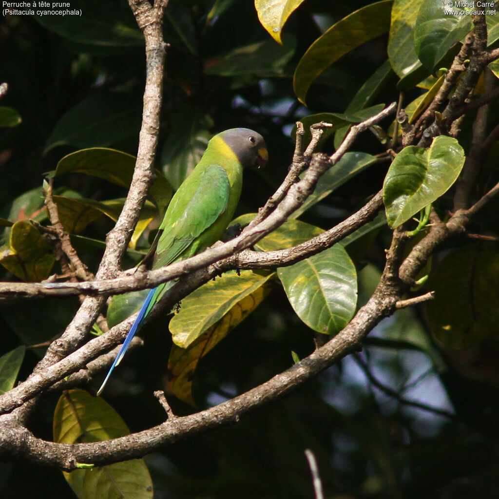 Plum-headed Parakeet female adult