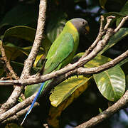 Plum-headed Parakeet