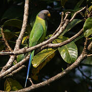 Plum-headed Parakeet