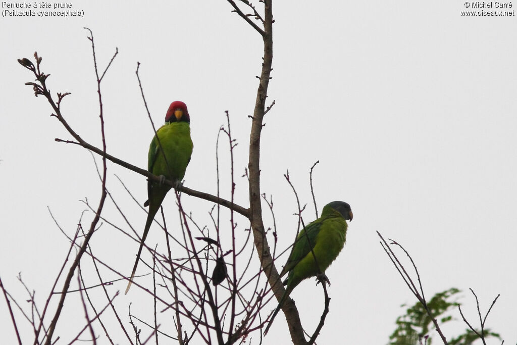 Plum-headed Parakeetadult