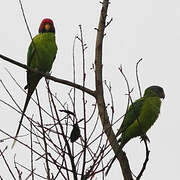 Plum-headed Parakeet