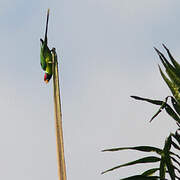 Plum-headed Parakeet