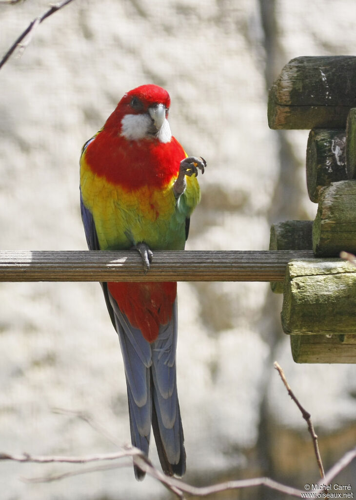 Eastern Rosella male adult