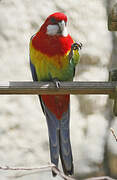 Eastern Rosella