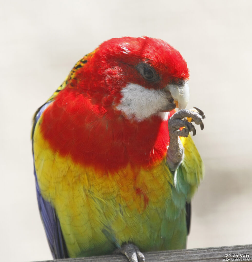 Eastern Rosella male adult