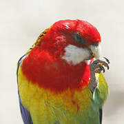 Eastern Rosella