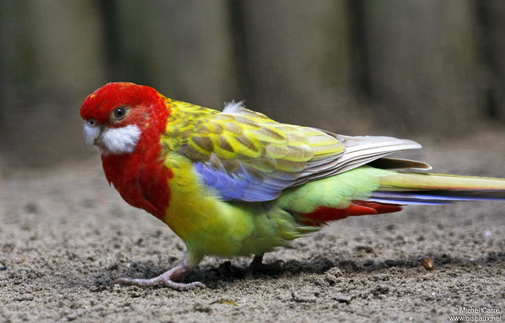 Eastern Rosella