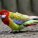 Perruche omnicolore