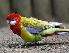 Eastern Rosella