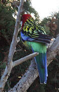 Eastern Rosella