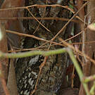Petit-duc scops