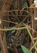 Eurasian Scops Owl