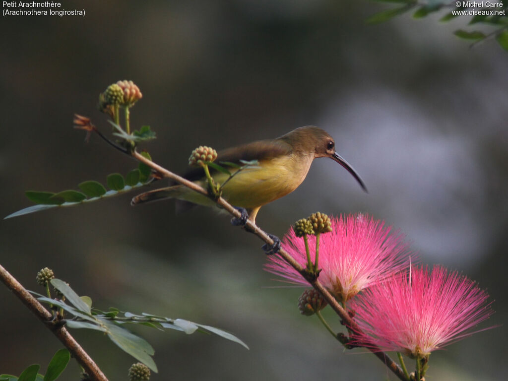 Little Spiderhunteradult