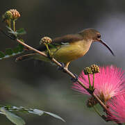 Little Spiderhunter