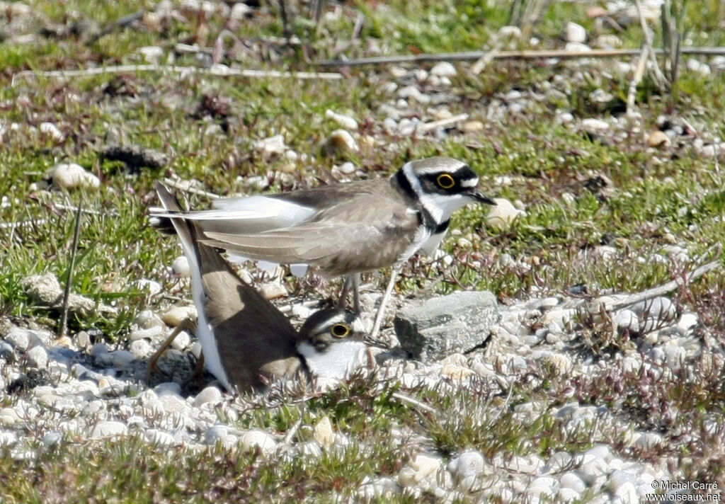 Little Ringed Plover , Reproduction-nesting