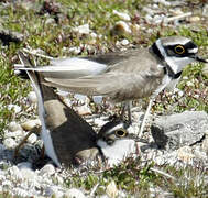 Little Ringed Plover