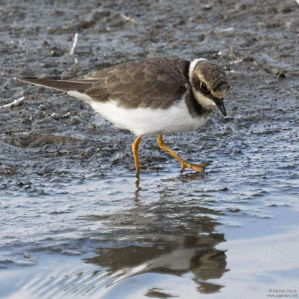 Little Ringed PloverFirst year