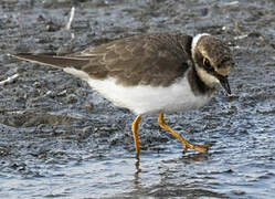 Little Ringed Plover