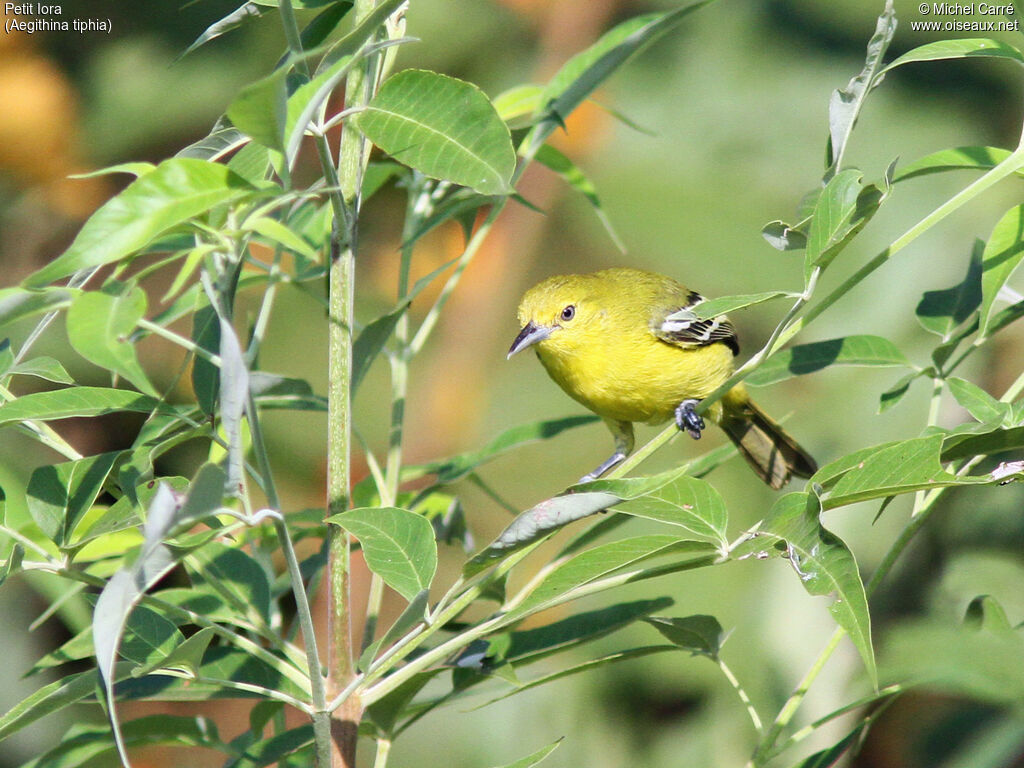 Common Iora female adult