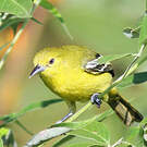 Petit Iora