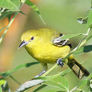 Common Iora