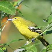 Common Iora