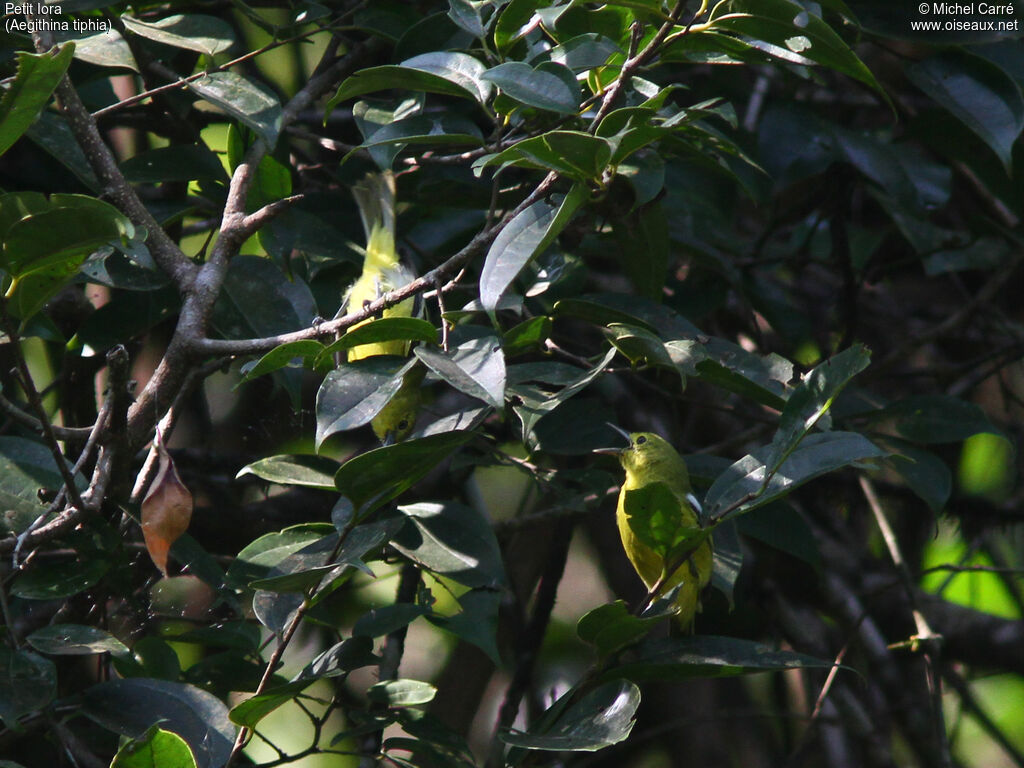 Common Ioraadult