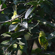 Common Iora