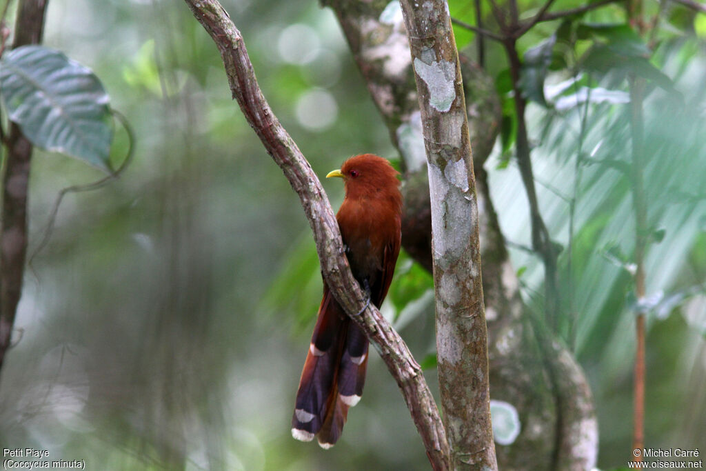 Little Cuckoo