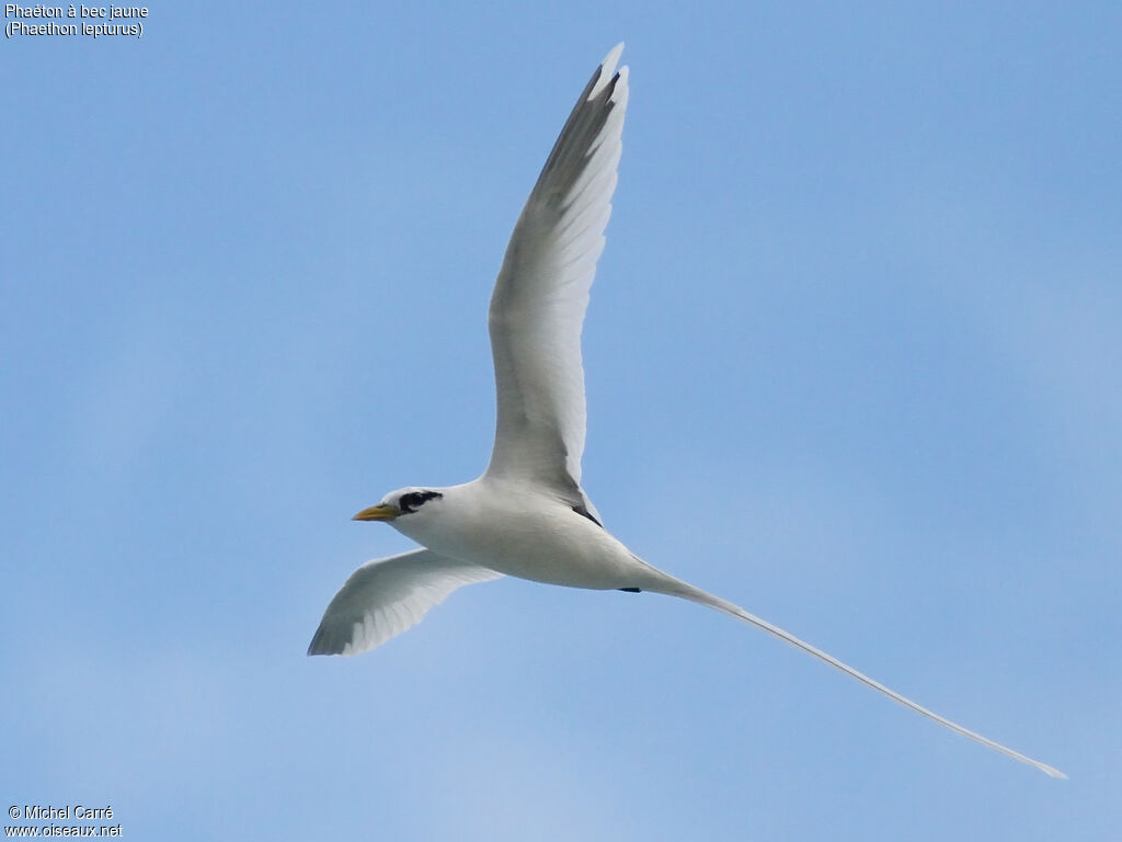 White-tailed Tropicbird