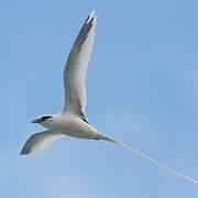 White-tailed Tropicbird