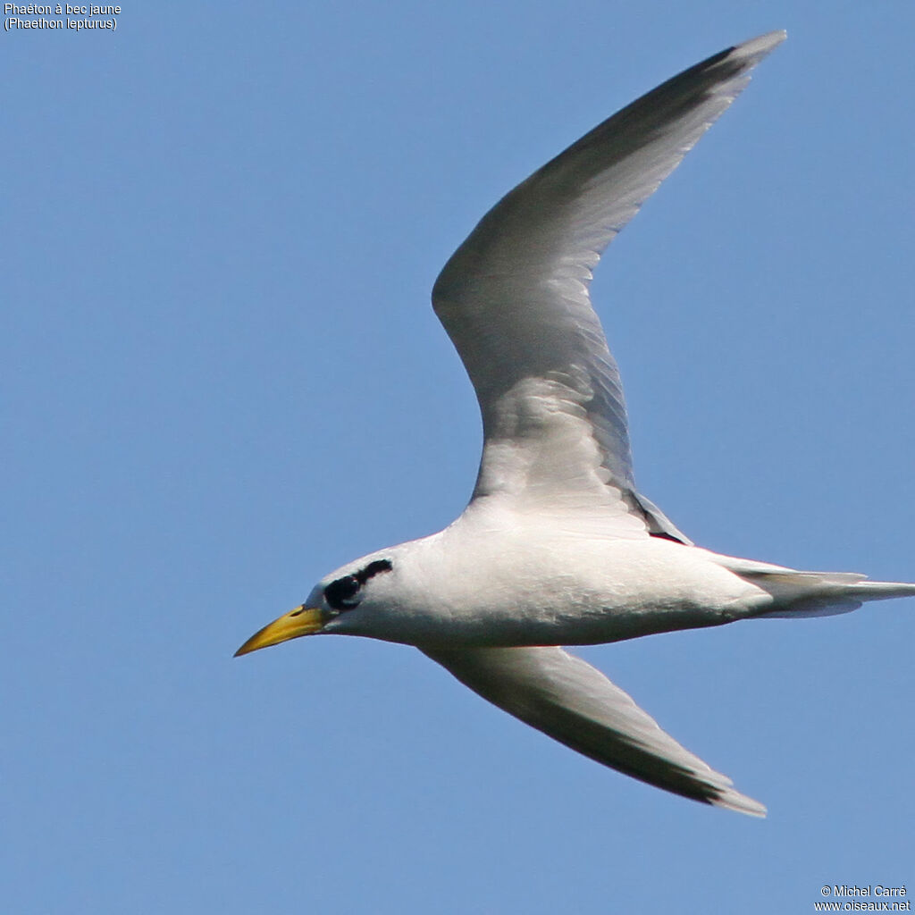 White-tailed Tropicbird, close-up portrait