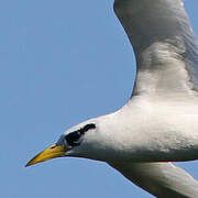 White-tailed Tropicbird