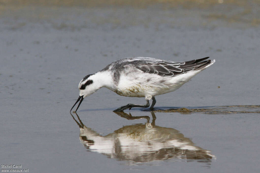 Phalarope à bec étroitadulte internuptial, pigmentation, pêche/chasse