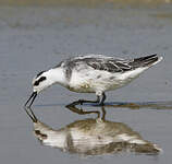 Phalarope à bec étroit