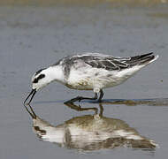 Red-necked Phalarope