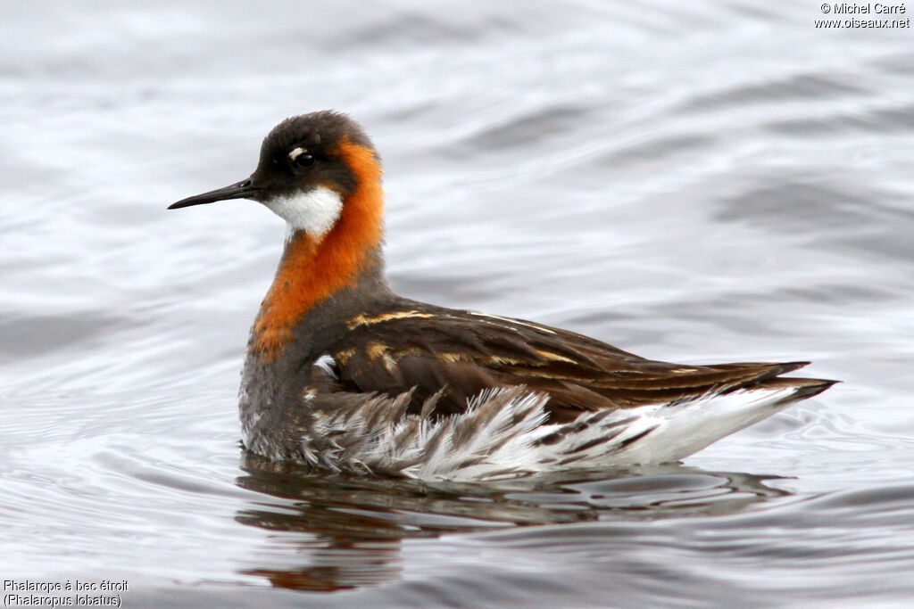 Red-necked Phalarope female adult breeding