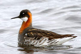 Phalarope à bec étroit